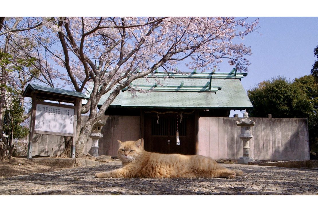 『五香宮の猫』